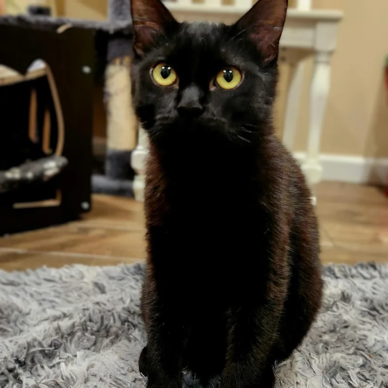 June Bug Bonded With thumbnail 2