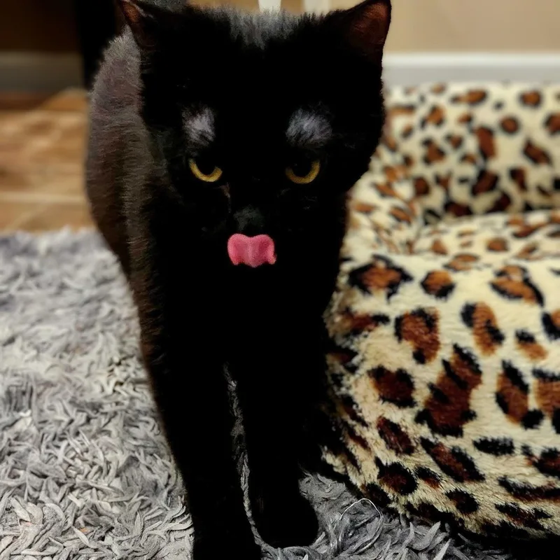 June Bug Bonded With thumbnail 3