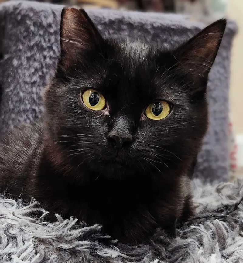 June Bug Bonded With thumbnail 4