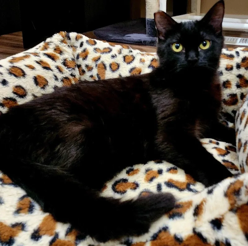 June Bug Bonded With thumbnail 5