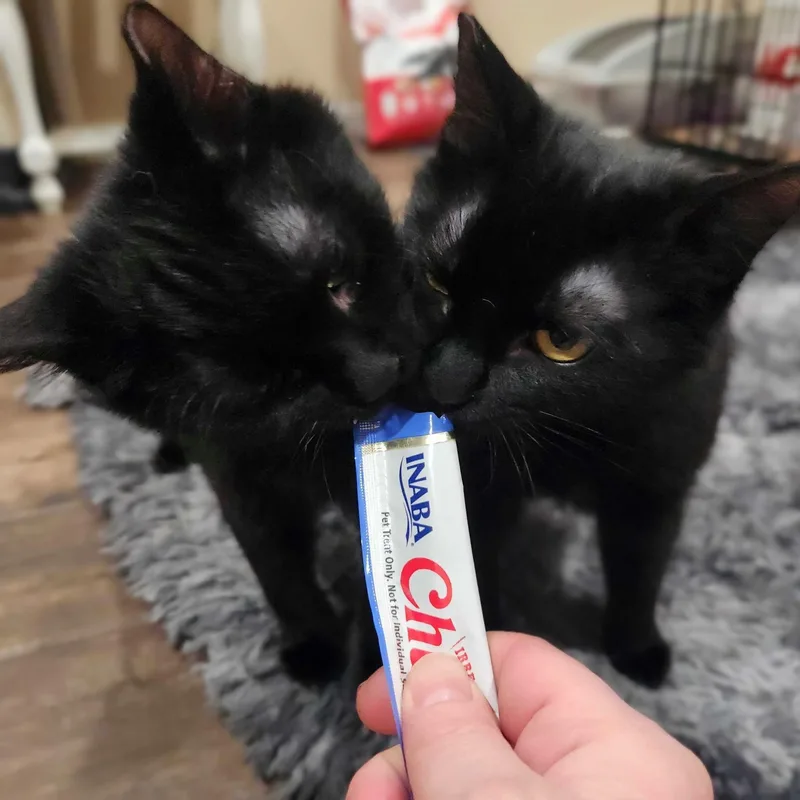 June Bug Bonded With thumbnail 6