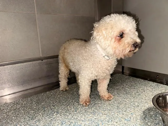An adult small-sized male Mixed Breed dog named Matt for adoption in Garland, TX