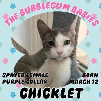 A baby small-sized female Gray & White Domestic Short Hair cat named Chicklet for adoption in Salida, CA