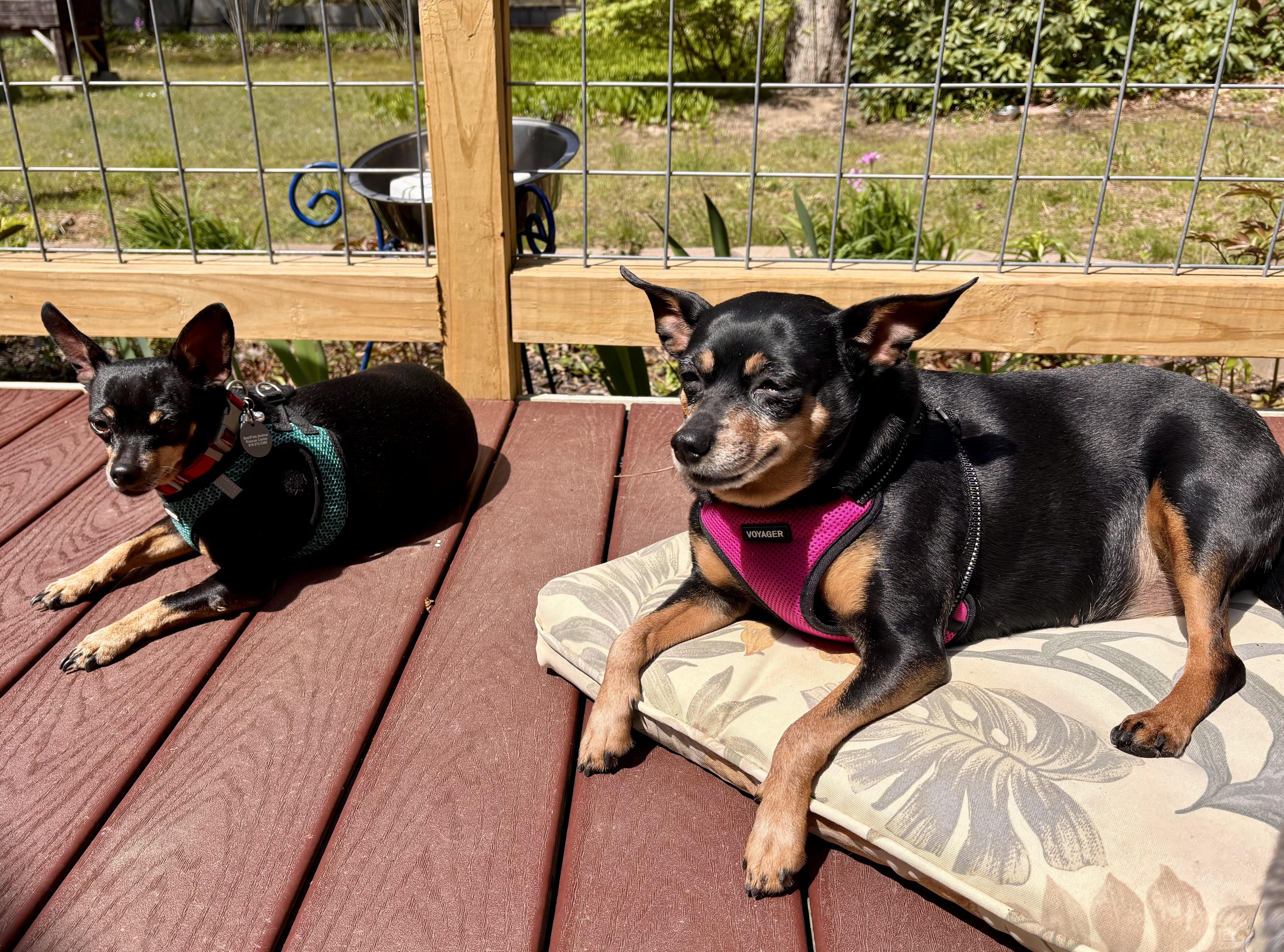 A senior small-sized female Tricolor (Brown, Black, & White) Miniature Pinscher dog named Bb for adoption in Holland, MI