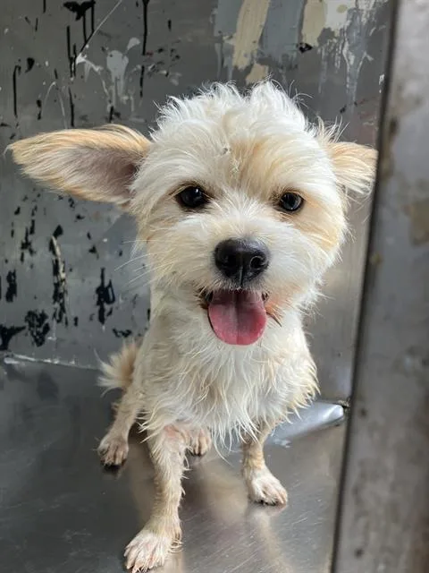 A young small-sized female Mixed Breed dog named Cloe for adoption in Dallas, TX