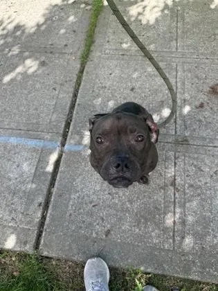 An adult large-sized male Pit Bull Terrier dog named Freddie for adoption in Seattle, WA