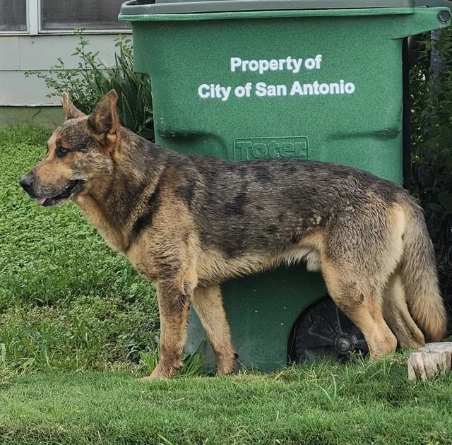 A young large-sized male German Shepherd Dog dog named Maverick for adoption in San Antonio, TX
