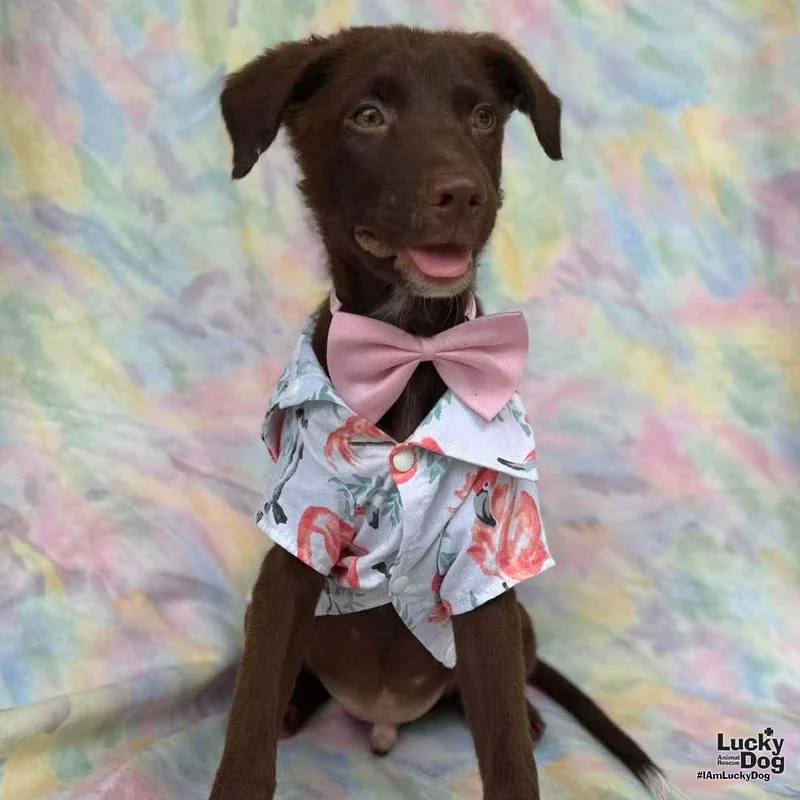 A baby medium-sized male Labrador Retriever dog named Hershey for adoption in Washington, DC
