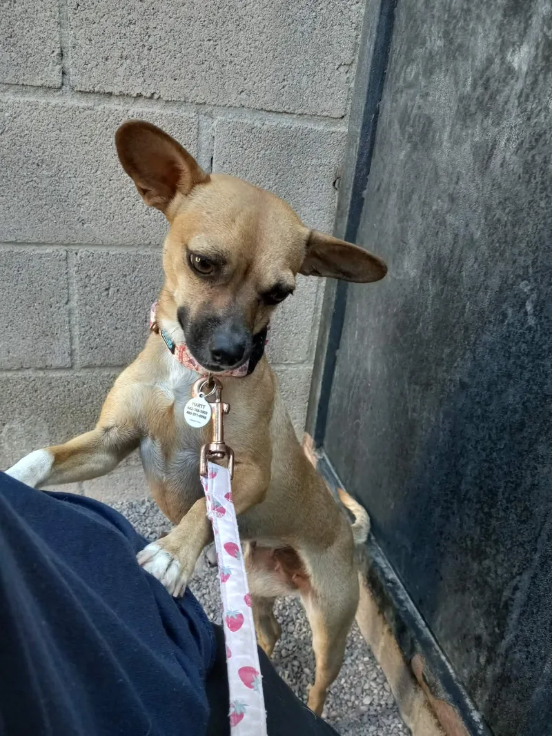 A young small-sized female Brown / Chocolate Chihuahua dog named Rowena for adoption in Phoenix, AZ