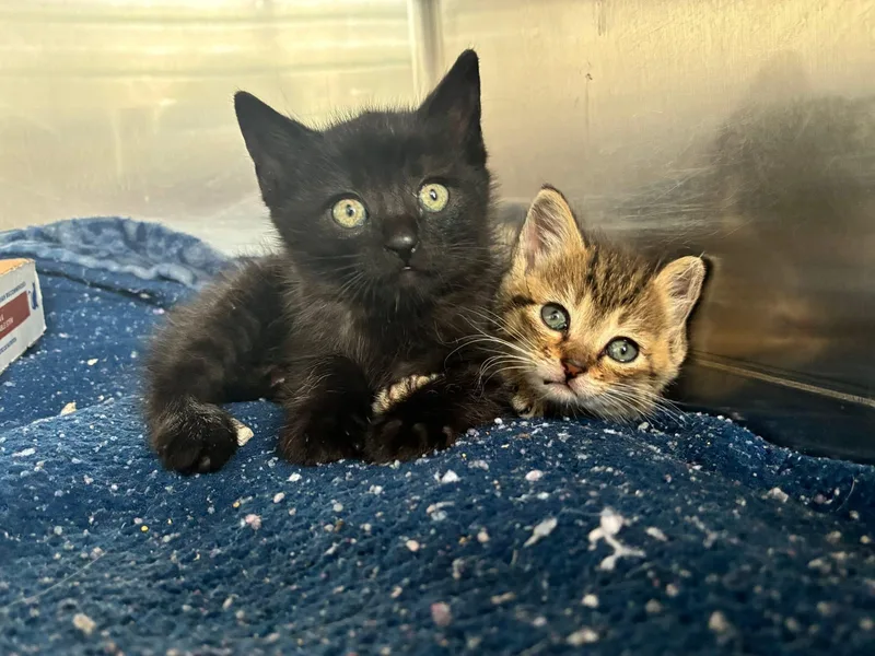 A baby small-sized female Brown / Chocolate Tabby cat named Petal for adoption in Grosse Pointe Park, MI