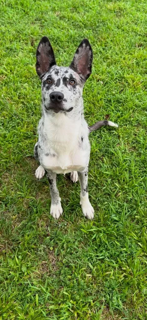 A young medium-sized female Cattle Dog dog named ClaraBell for adoption in Camden, TN