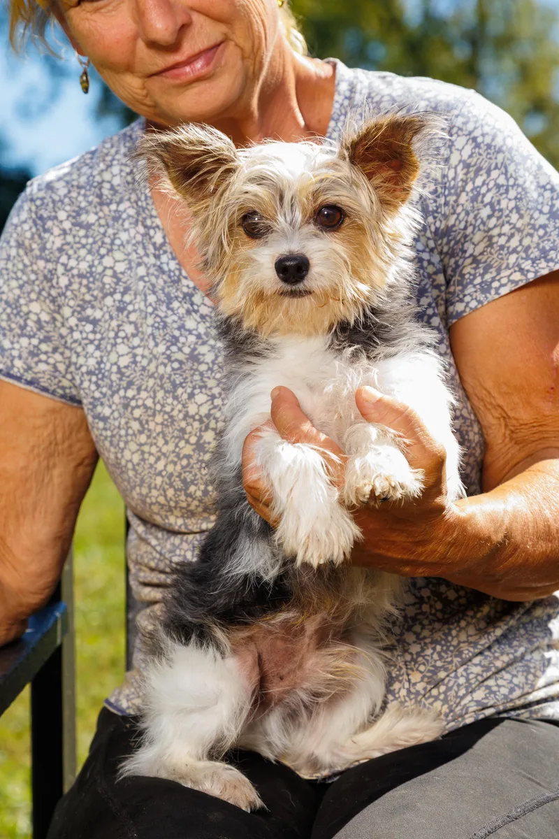 A young small-sized male White / Cream Yorkshire Terrier dog named Nathan for adoption in Chester Springs, PA