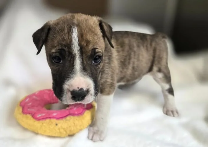 A baby small-sized female Pointer dog named Tammy for adoption in Los Angeles, CA