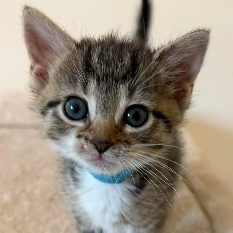A baby small-sized female Brown / Chocolate Domestic Short Hair cat named Tapatio for adoption in Bel Air, MD