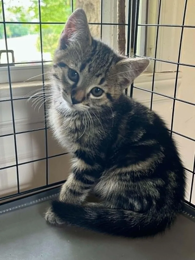 A baby medium-sized male Tabby (Gray / Blue / Silver) Domestic Short Hair cat named Clay for adoption in Hickory, NC