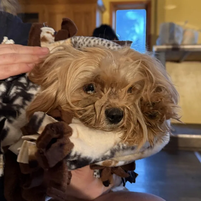 A young medium-sized male Yorkshire Terrier dog named Cleveland for adoption in Madison, WI