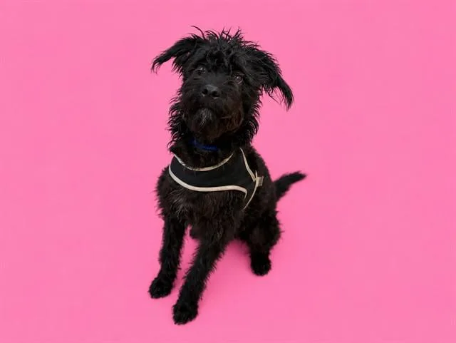 A young medium-sized female Poodle dog named Daisy for adoption in Miami, FL