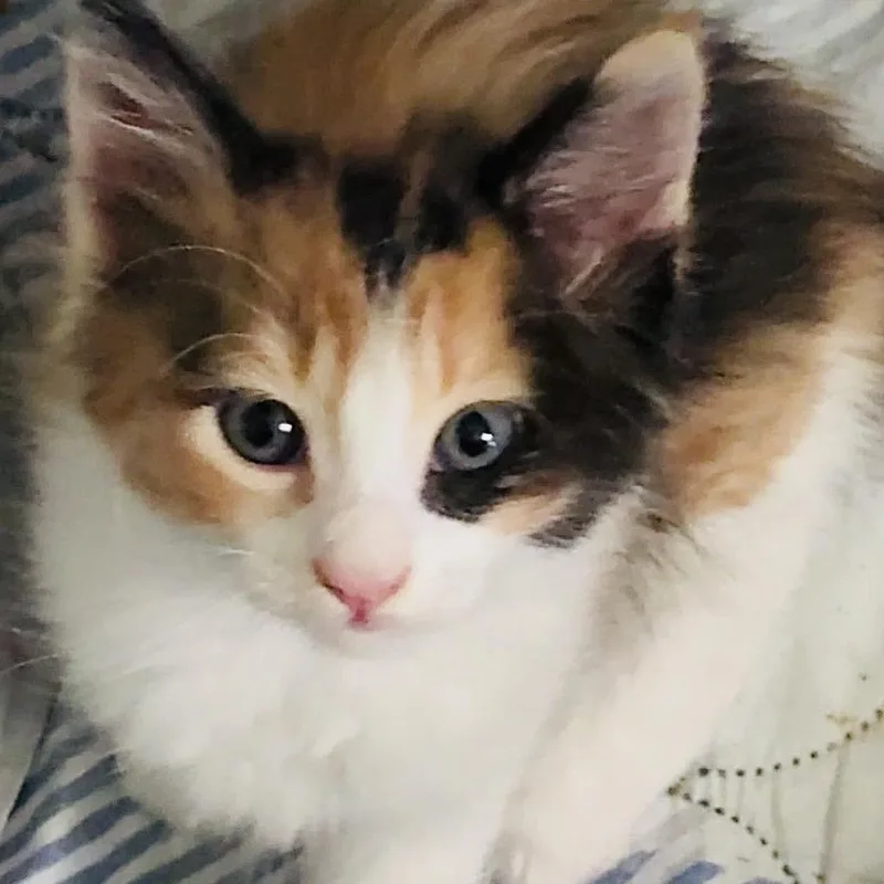 A baby small-sized female Calico Domestic Short Hair cat named Ember for adoption in Springfield, IL