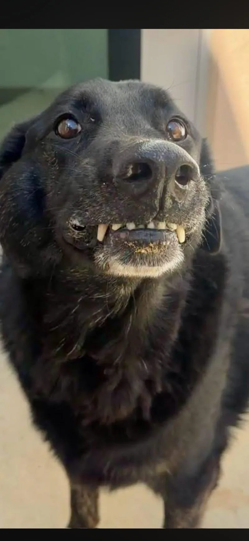 A senior extra large-sized male Labrador Retriever dog named Calvin for adoption in San Diego, CA