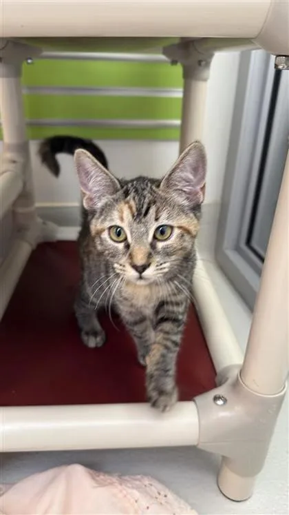 Ella