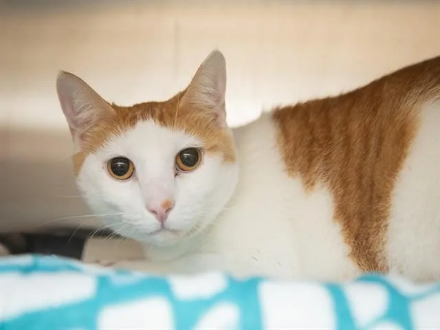 Praline