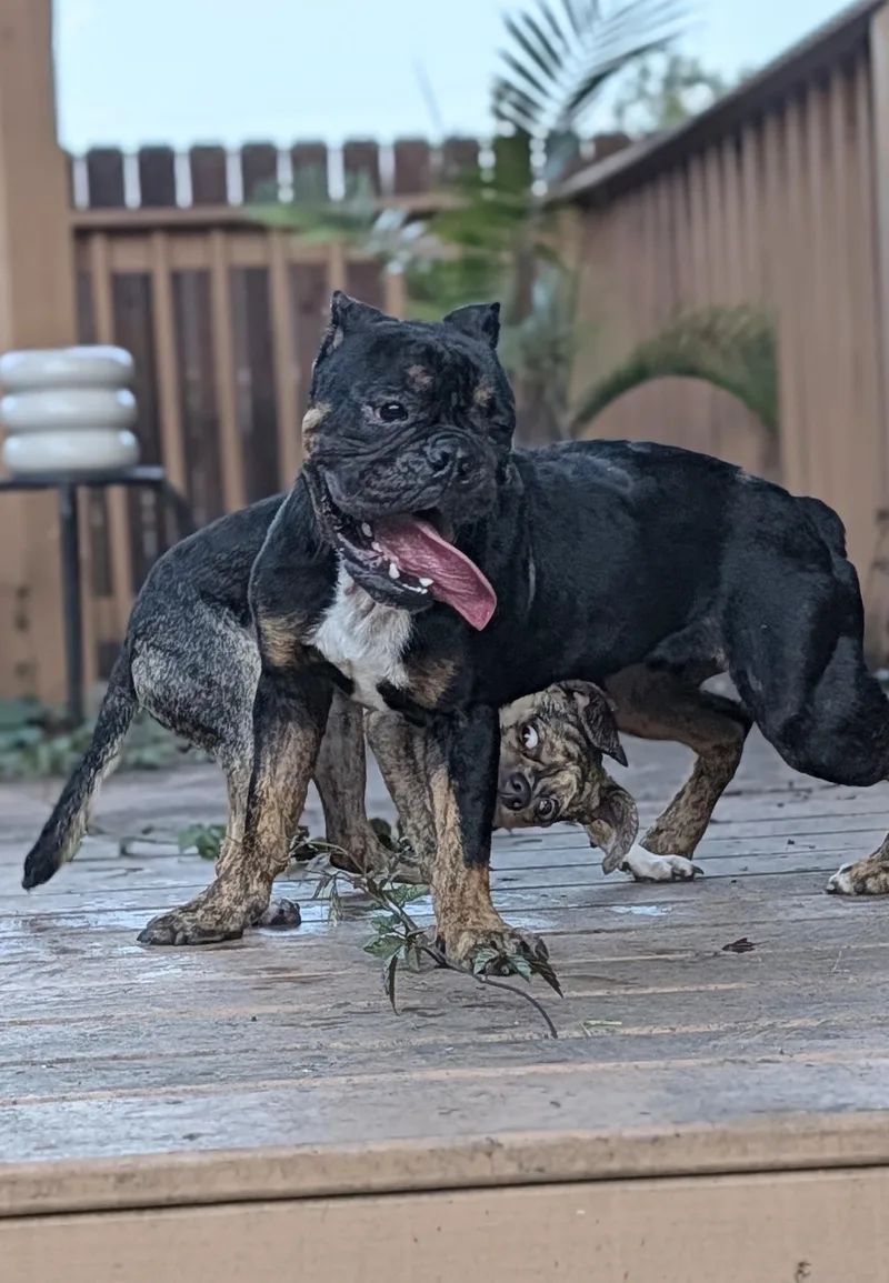 A young medium-sized male Brindle Bulldog dog named Max for adoption in New Orleans, LA