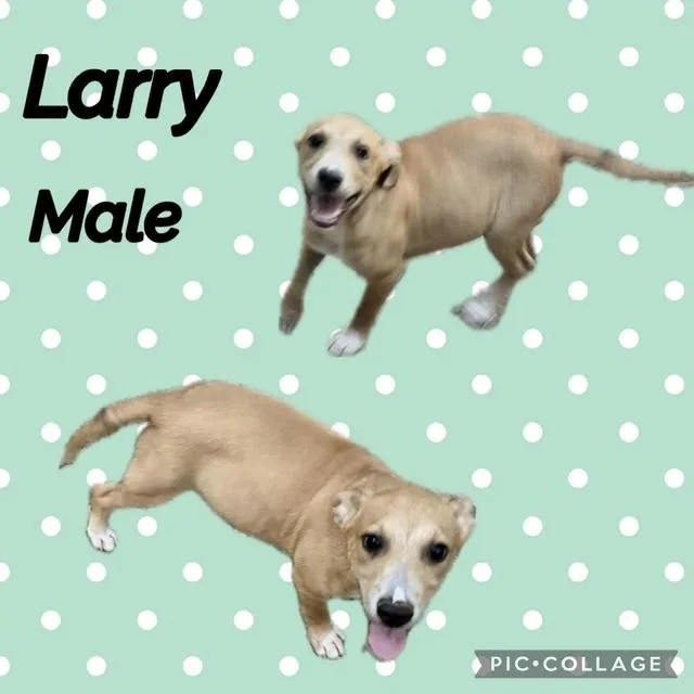 A baby medium-sized male Labrador Retriever dog named Larry for adoption in Manchester, CT