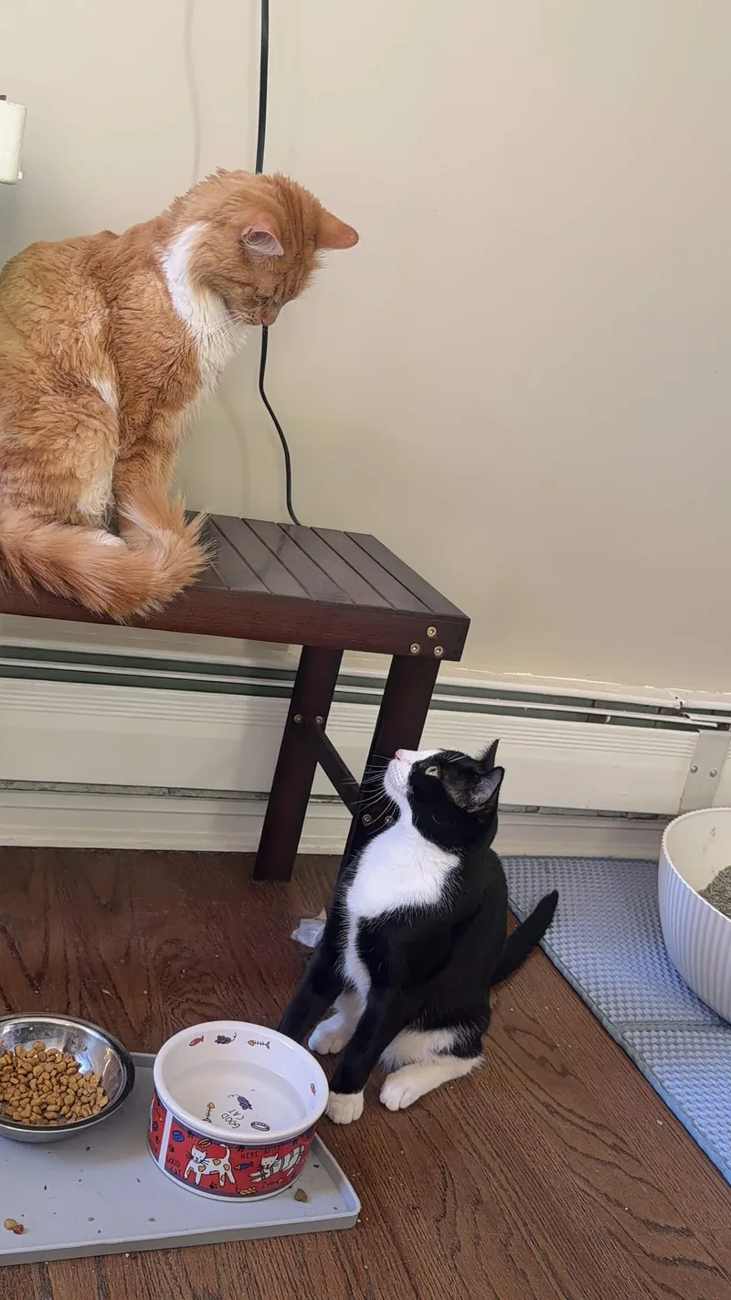 An adult medium-sized female Domestic Long Hair cat named Chloe for adoption in Weehawken, NJ