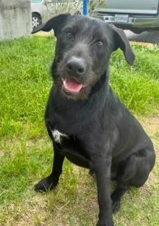 A young medium-sized male Labrador Retriever dog named Bubba for adoption in Denham Springs, LA