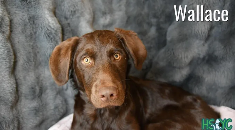 A baby medium-sized male Labrador Retriever dog named Wallace for adoption in Fort Mill, SC