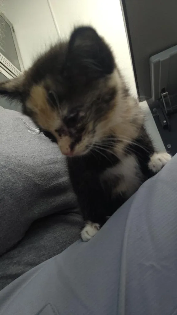 A baby small-sized female Domestic Short Hair cat named Cally for adoption in New Kensington, PA
