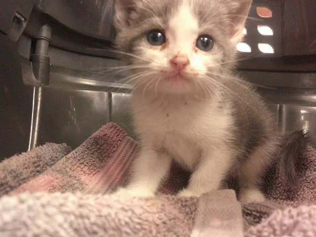 A baby small-sized male Domestic Short Hair cat named Alex for adoption in Ocala, FL