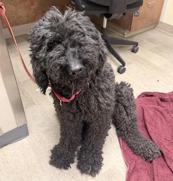 A senior large-sized male Standard Poodle dog named Fluffy for adoption in San Diego, CA