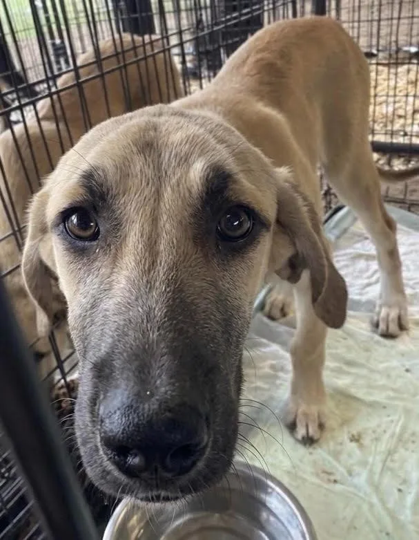 A baby medium-sized female Terrier dog named Lacey for adoption in Bloomfield, CT