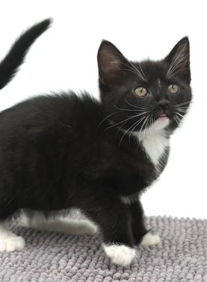 A young small-sized female Domestic Short Hair cat named Oreo ~ Colter PU for adoption in Bowling Green, KY