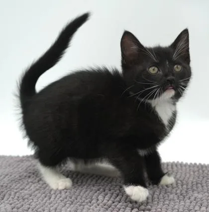 Oreo ~ Colter PU thumbnail 2