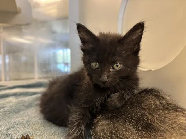 A baby small-sized female Domestic Short Hair cat named Magpie for adoption in Riverside, CA