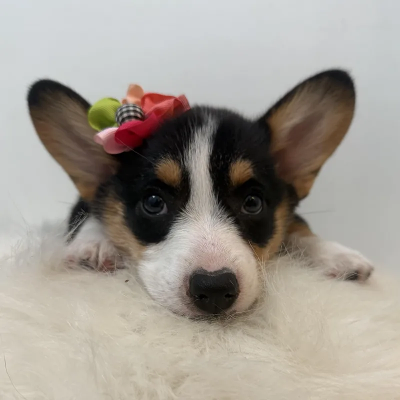A baby large-sized female Tricolor (Brown, Black, & White) Corgi dog named Dixie cup for adoption in Wrightstown, NJ