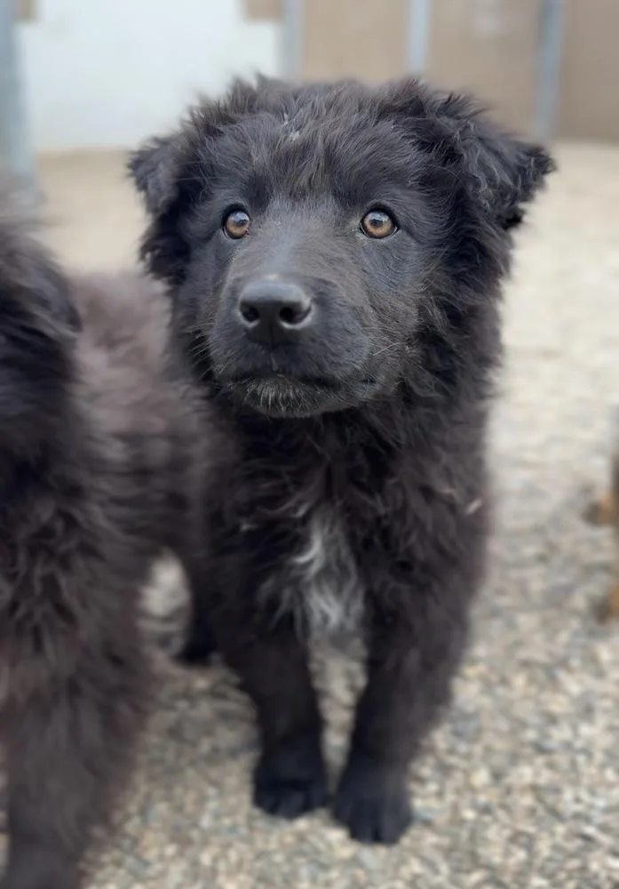 Pumpernickel thumbnail 2