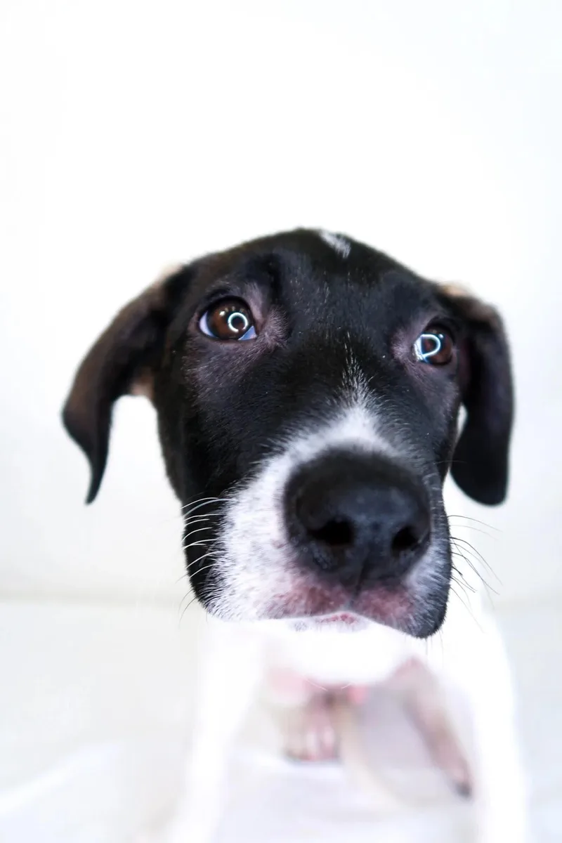 A baby medium-sized male White / Cream Terrier dog named Andrew for adoption in Bixby, OK
