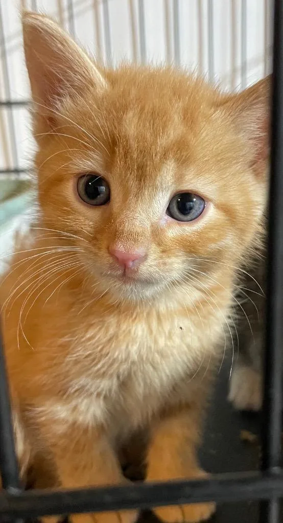 A baby large-sized male Domestic Short Hair cat named Bixby for adoption in Dalton, GA
