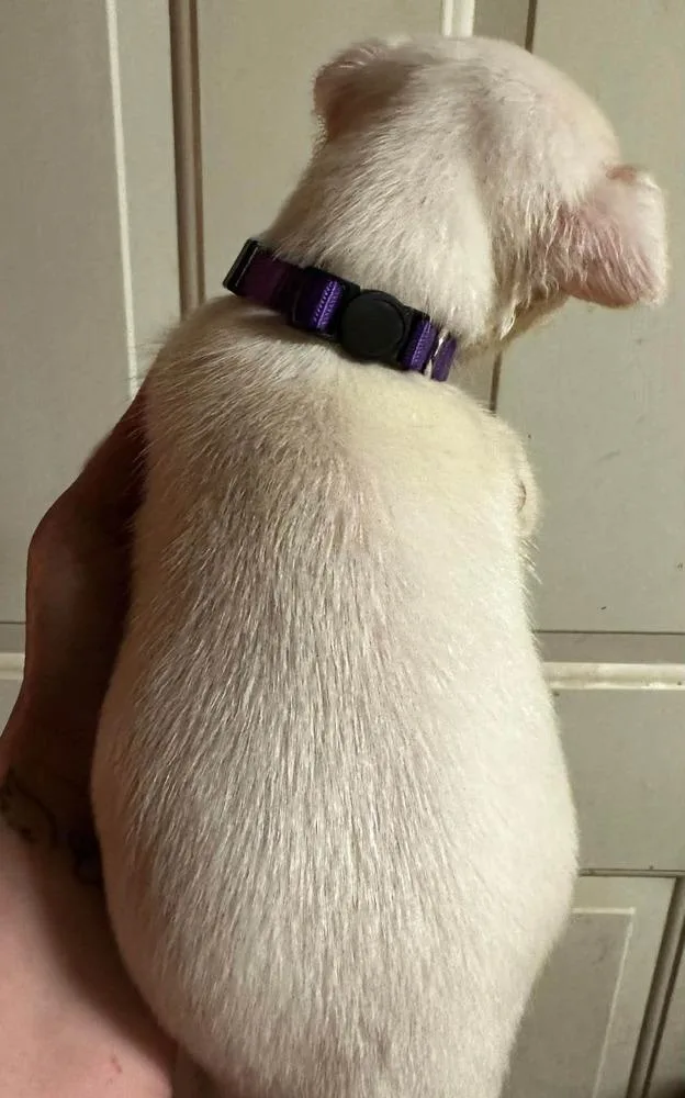 A baby medium-sized male White / Cream Golden Retriever dog named Ham for adoption in Pottstown, PA