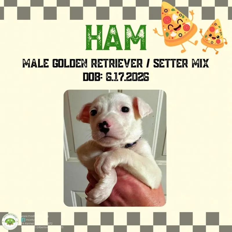 Ham thumbnail 3