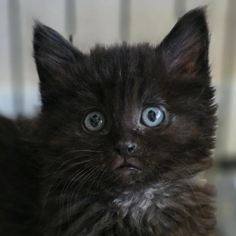A baby small-sized male Black Domestic Long Hair cat named Maud'Dib Estes for adoption in Eagle Mountain, UT