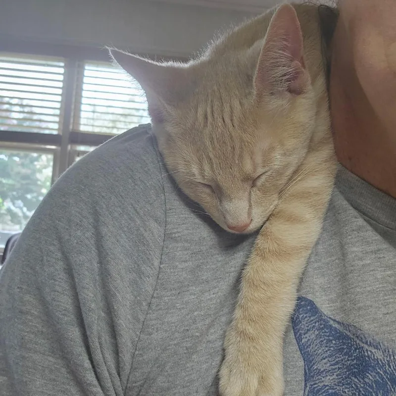 A baby small-sized male Buff / Tan / Fawn Domestic Short Hair cat named Talladega for adoption in Huntsville, AL