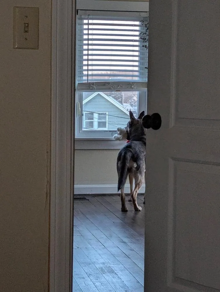 Winnie The Pooh thumbnail 4