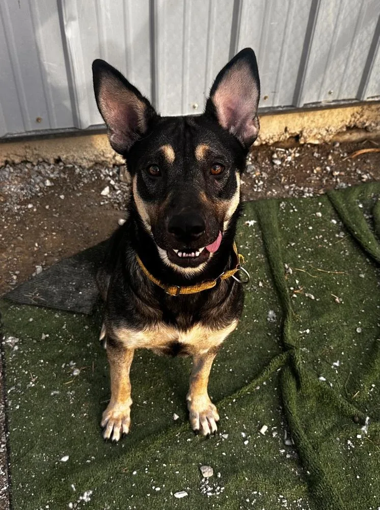 Winnie The Pooh thumbnail 6