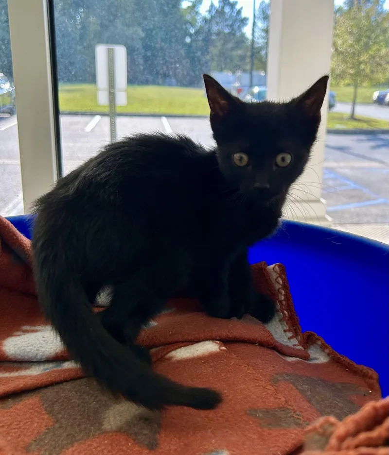 A baby medium-sized male Black Domestic Short Hair cat named Costco Hot Dog for adoption in Suffolk, VA