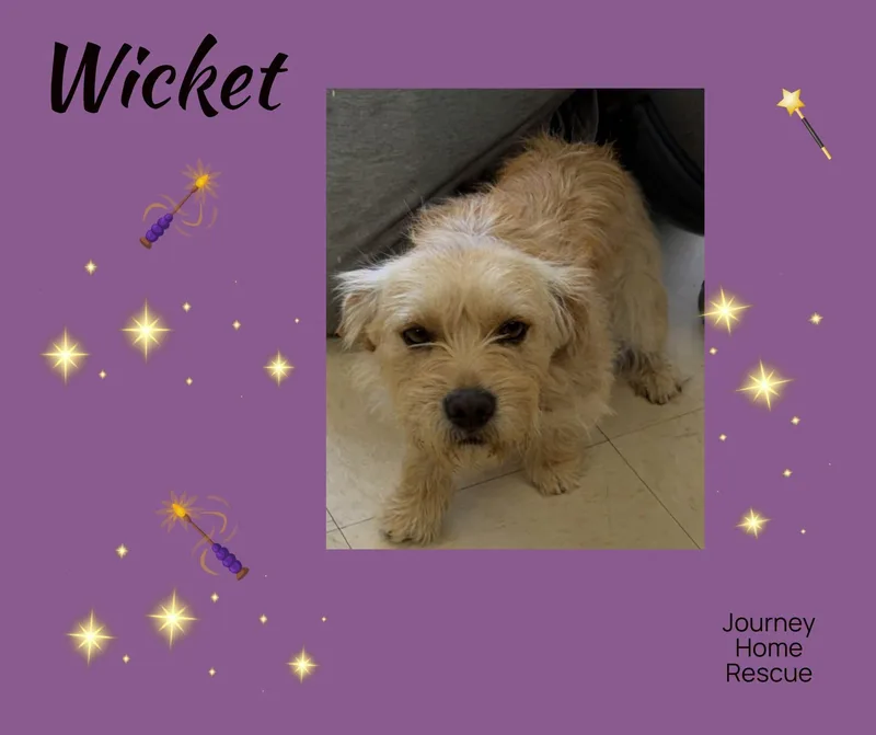 Wicket