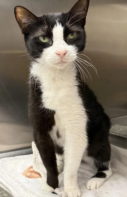 A senior medium-sized female Domestic Short Hair cat named Chloe for adoption in West Chester, PA